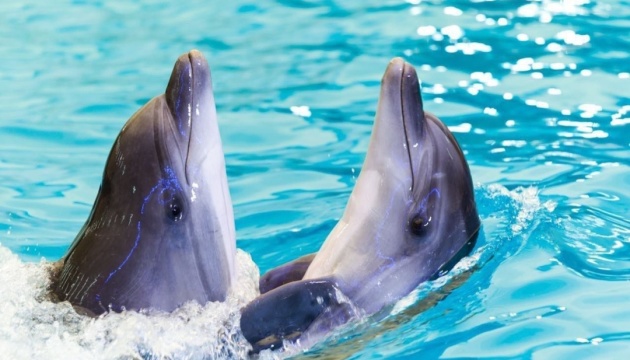 Із харківського дельфінарію більшість тварин перевезли до Одеси