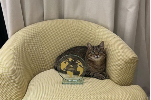 Харьковский кот Степан получил престижную мировую премию для блогеров