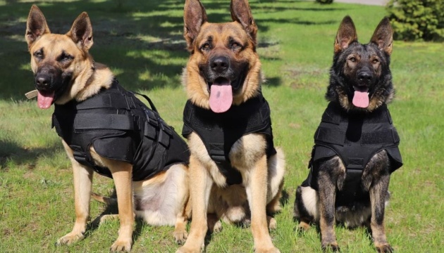 Службові собаки прикордонників отримали бронежилети із США