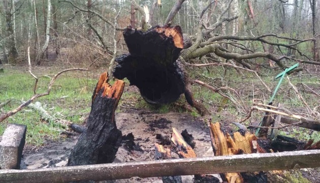 На Житомирщині в заповіднику загарбники підпалили 600-річний дуб
