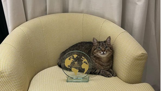 Харківський кіт Степан отримав престижну світову премію для блогерів
