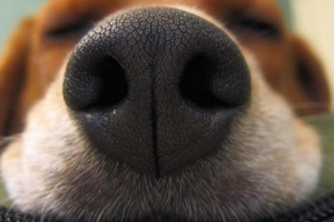 У Японії розробили додаток для пошуку зниклих собак за відбитком носа