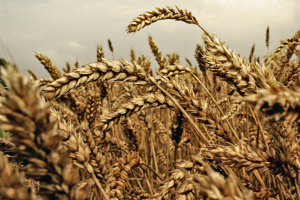 The Global Food Crisis and Europe: The Time to Counter the Threat is Now