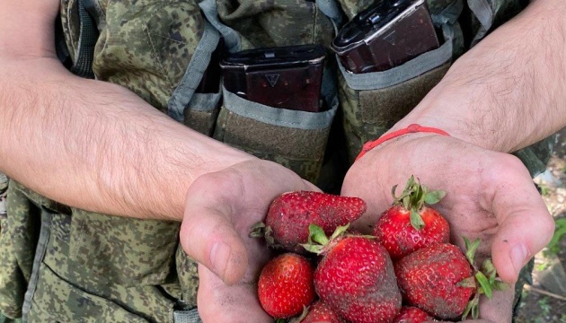 На Херсонщині військові рф намагаються найнятися на збір полуниці 