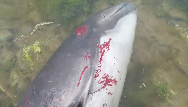 У Чорному морі через дії загарбників загинули десятки тисяч дельфінів – еколог 