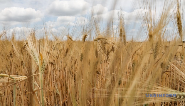 Chamber of Commerce and Industry: Egypt hasn’t refused Ukrainian grain, new contract to be signed