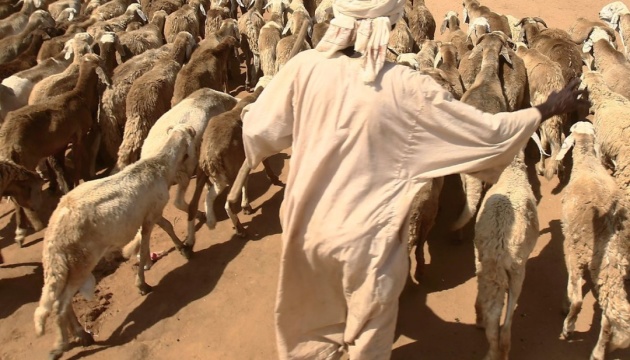 Біля узбережжя Судану затонуло судно з 16 000 овець
