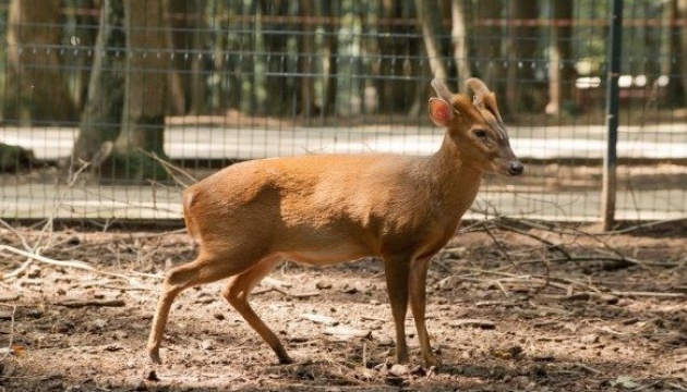 У Київському зоопарку народилося дитинча оленя виду мунтжак