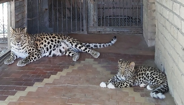 У зоопарку Миколаєва леопард, що народився на початку війни, почав приймати відвідувачів