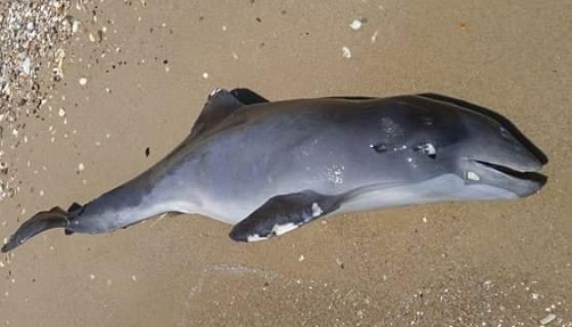 Через російську агресію у Чорному морі загинули не менш як три тисячі дельфінів — учений