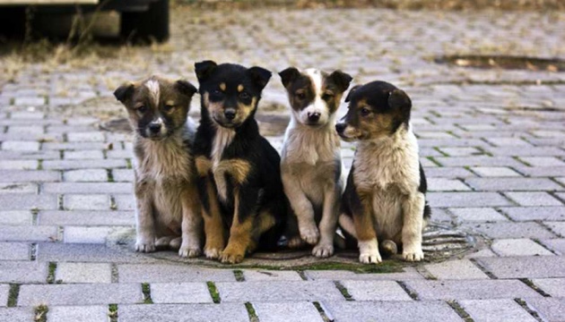 Україна контролюватиме кількість безпритульних тварин гуманними методами