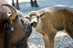 У Київському зоопарку народилися двоє бізоненят
