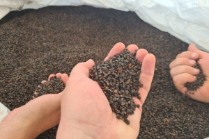 Уряд Канади передав Україні 140 тонн насіння гречки