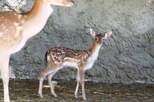 В Одесском зоопарке родились детеныши европейской лани