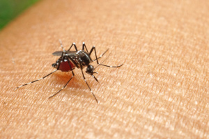 Народные рецепты: как отпугнуть комаров и снять зуд после укусов