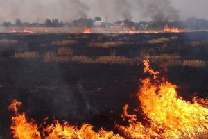 Військові рф випалюють фосфорними бомбами пшеничні поля на Запоріжжі
