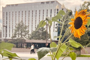 Висаджені активістами «українські» соняшники розцвіли перед посольством росії в США