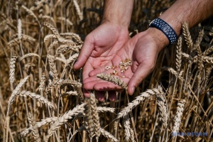 Ukrainische Agrarexporte steigen im Juli um 22 Prozent