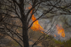 Во Франции снова бушуют лесные пожары