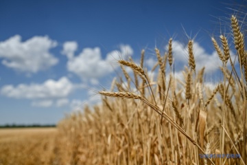 In Ukraine bereits 6,5 Millionen Tonnen Getreide eingebracht