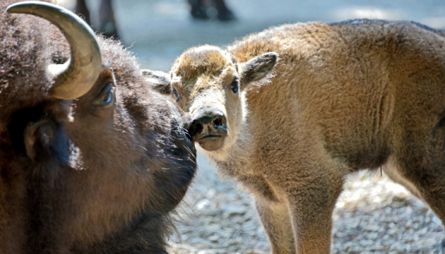 В Киевском зоопарке родились двое бизончиков