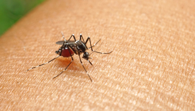 Народні рецепти: як відлякати комарів і усунути свербіж після укусів