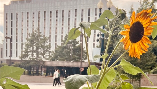 Висаджені активістами «українські» соняшники розцвіли перед посольством росії в США