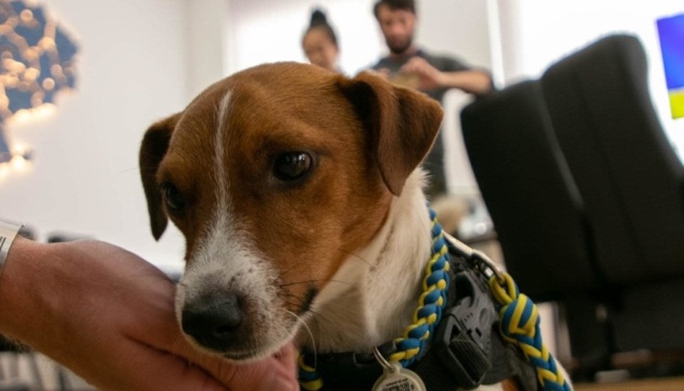 El perro zapador Patrón recibe premios de dos organizaciones de veteranos de EE.UU.