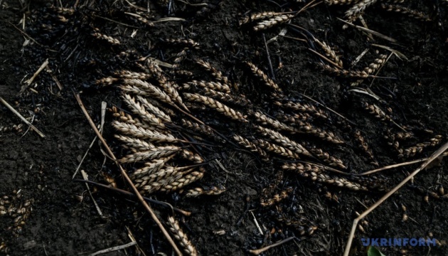 На Харківщині через ворожі обстріли горіли два поля пшениці