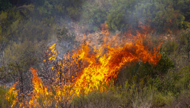Через аномальну спеку в Європі цьогоріч вигоріла рекордна кількість лісу