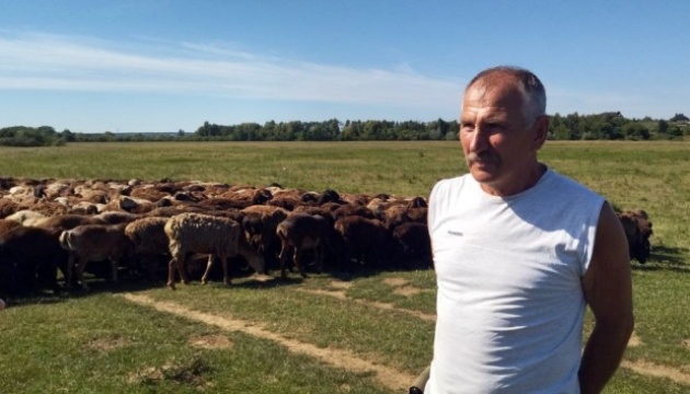 Вівчар з Донеччини евакуював на Волинь 400 овець, більше сотні загинули під обстрілами