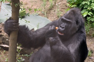 В Киевском зоопарке горилле Тони исполнилось 48 лет