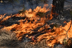 Из-за российских обстрелов вспыхнули 100 гектаров леса на Херсонщине