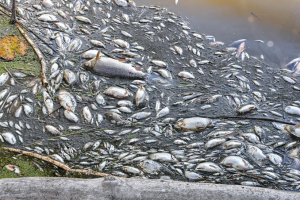 У Німеччині проводять розслідування через масову загибель риби в Одері