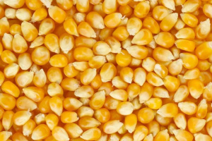 USDA збільшило прогноз виробництва української кукурудзи, але зменшило - пшениці