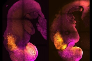 Вчені створили штучні ембріони мишей, у яких розвинулись мозок та серце
