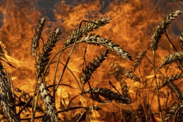 Guerre en Ukraine : 40 000 tonnes de céréales ukrainiennes endommagées par une frappe russe 