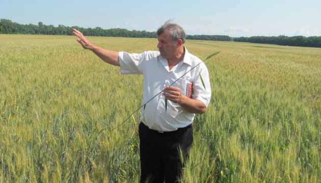 Цьогоріч ціна на пшеницю не може бути нижчою ₴6-8 тисяч за тонну - експерт