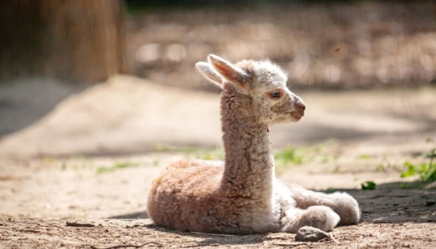 В Киевском зоопарке родился детеныш альпаки