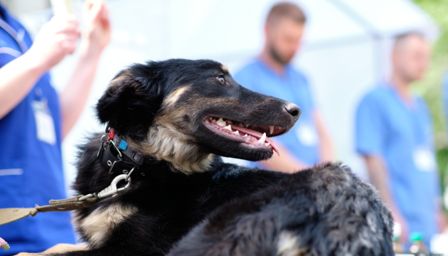 В Киеве пройдет тренинг по оказанию первой помощи животным