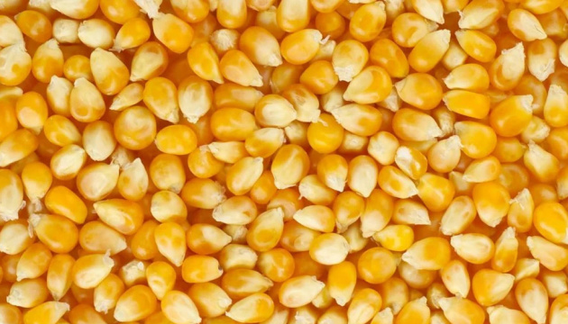В Україні досі не зібрали суттєвий обсяг врожаю кукурудзи