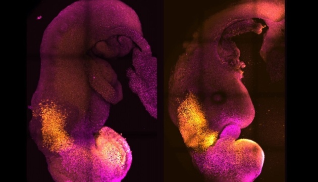 Ученые создали искусственные эмбрионы мышей, у которых развились мозг и сердце