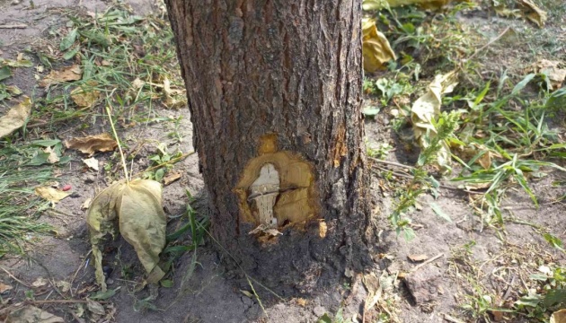 У Житомирі невідомий під час комендантської години пошкодив понад 100 дерев