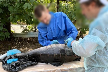 Muerte masiva de delfines en el Mar Negro: Se ha abierto un proceso penal sobre el ecocidio debido a la agresión de Rusia