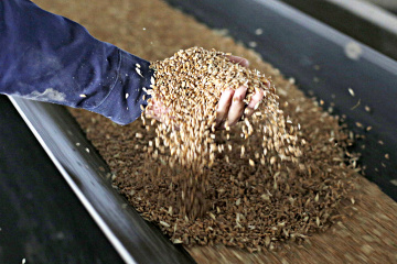 3,1 millones de toneladas de cereales exportadas de los puertos ucranianos