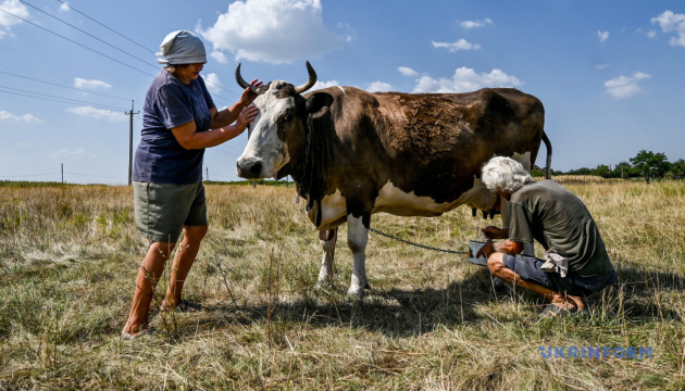 Україна у вересні скоротила експорт молочних продуктів