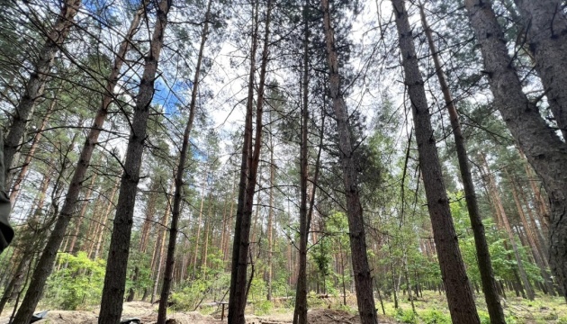 «Зелена країна»: у рамках програми  вже висадили майже 180 мільйонів дерев