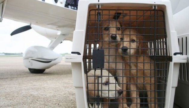 Канада заборонила комерційне ввезення собак з сотні країн, серед них - Україна
