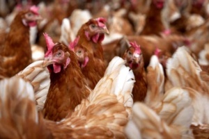 В Нидерландах из-за птичьего гриппа уничтожат еще более 100 тысяч кур