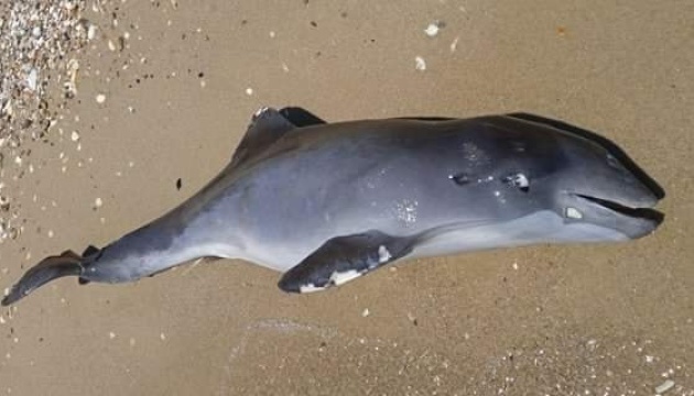 Rund 50.000 Delphine im Schwarzen Meer wegen russischen Angriffskriegs gestorben 